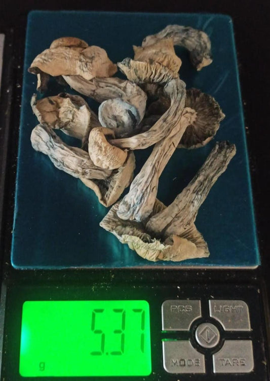 Blue Moon 🍄 x5GR